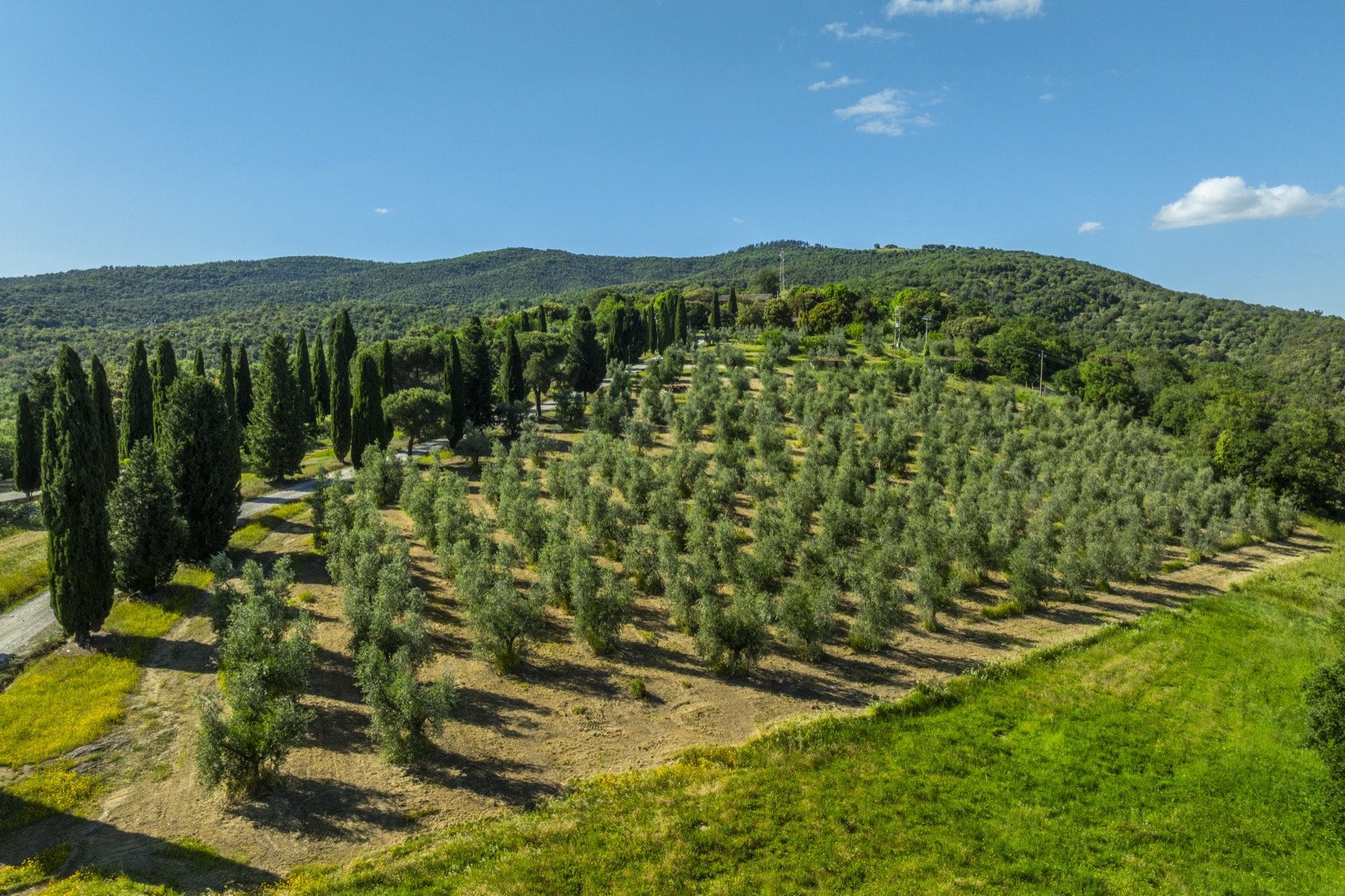 Uliveto della Tenuta La Quarantana