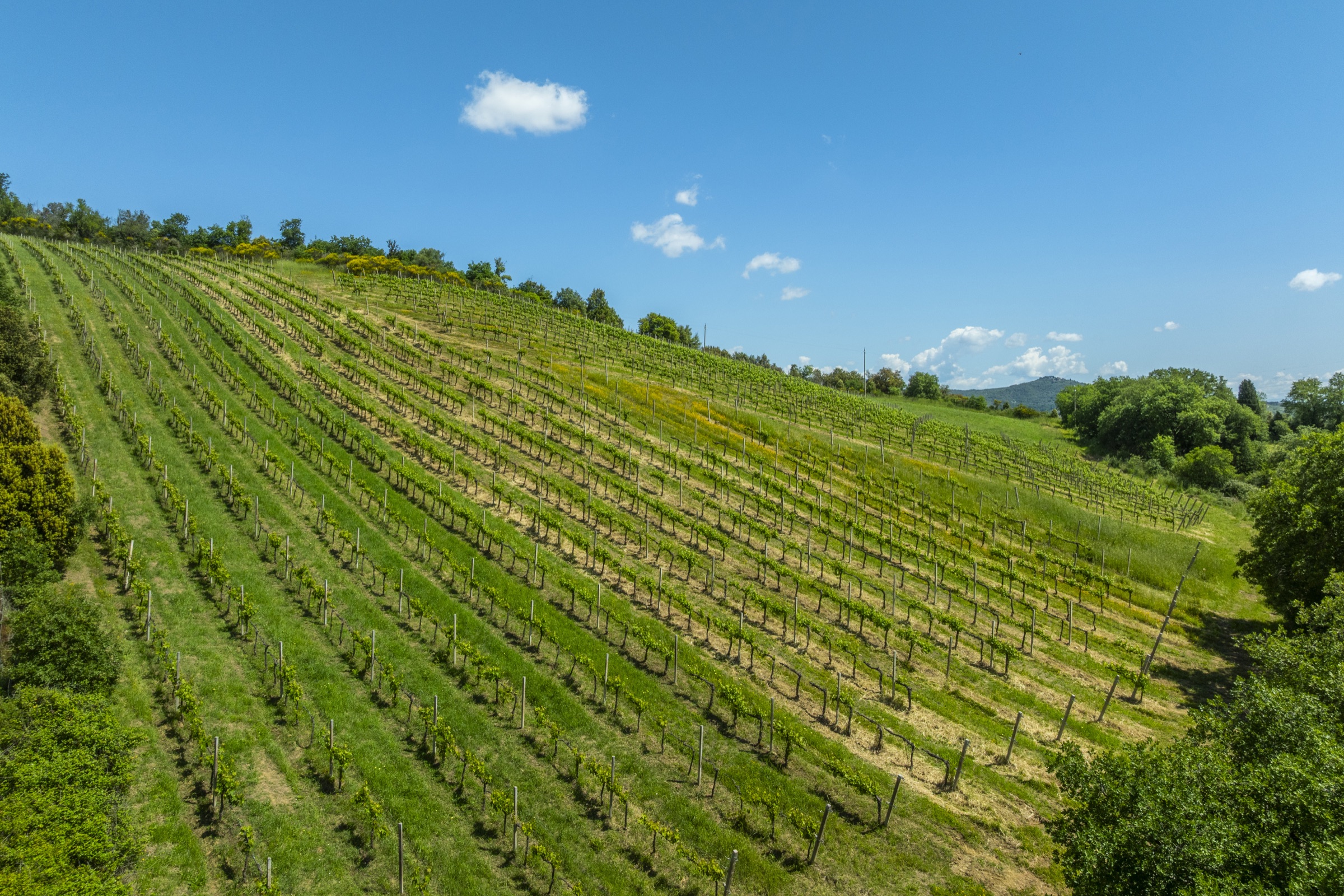 Vigneto della Tenuta La Quarantana