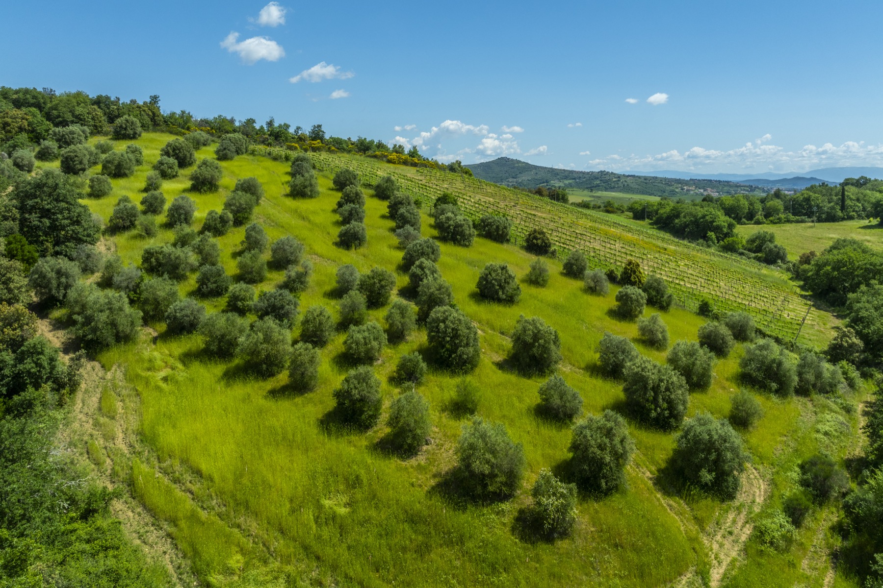 Vigneti e oliveti della Tenuta