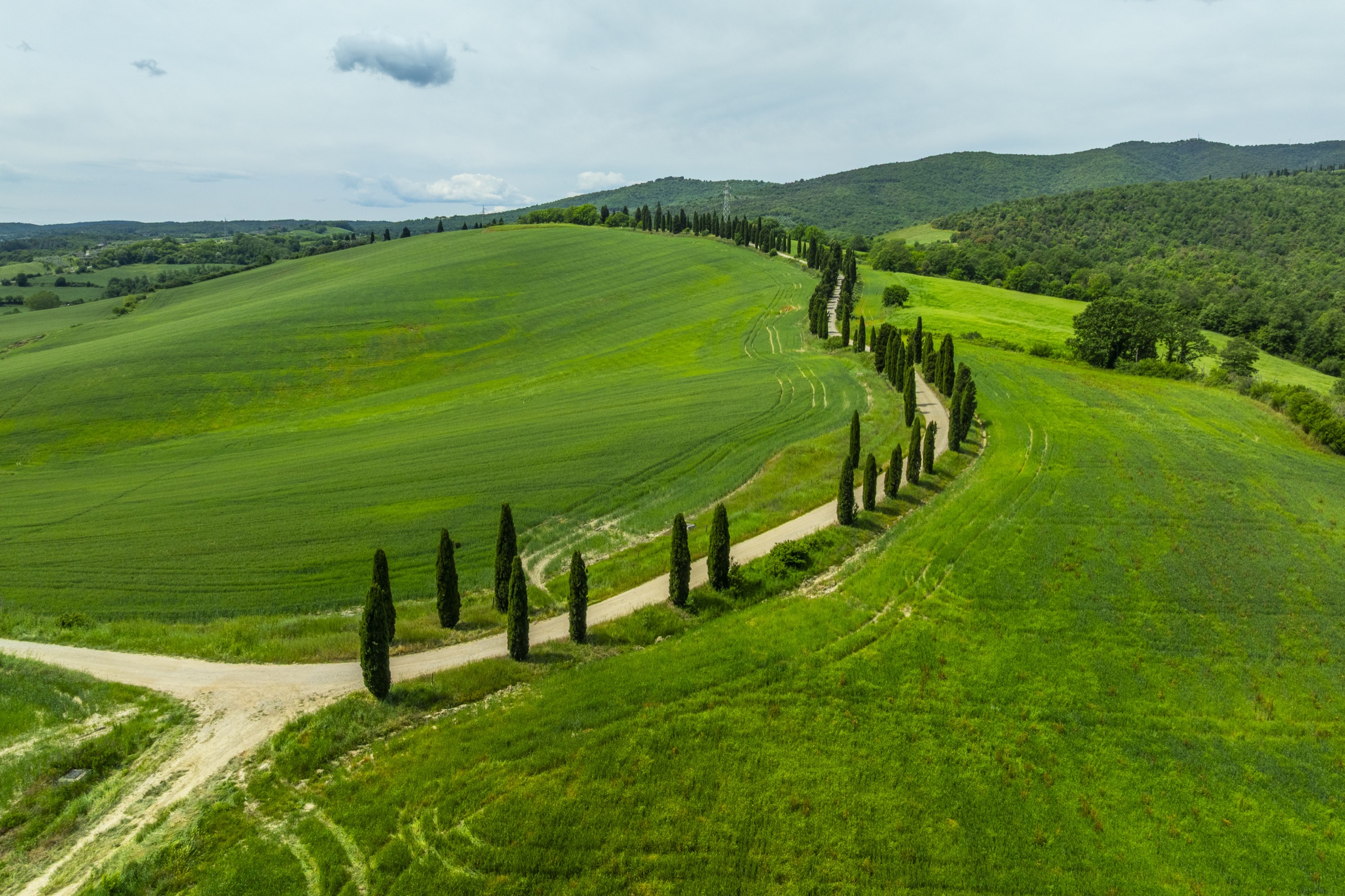Viale di cipressi nel paesaggio della Tenuta
